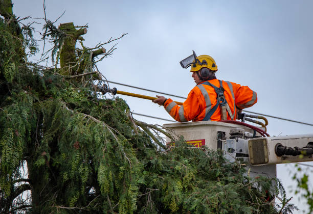 How Our Tree Care Process Works  in  Sugarcreek, OH