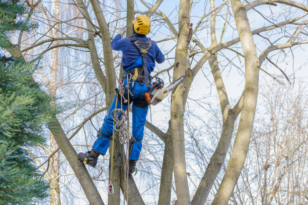 Best Tree Mulching  in Sugarcreek, OH