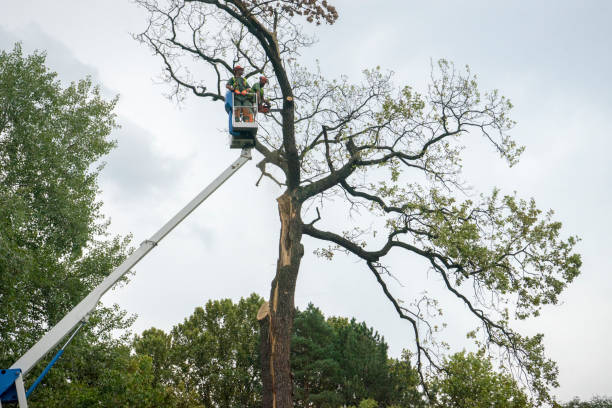 Best Hedge Trimming  in Sugarcreek, OH