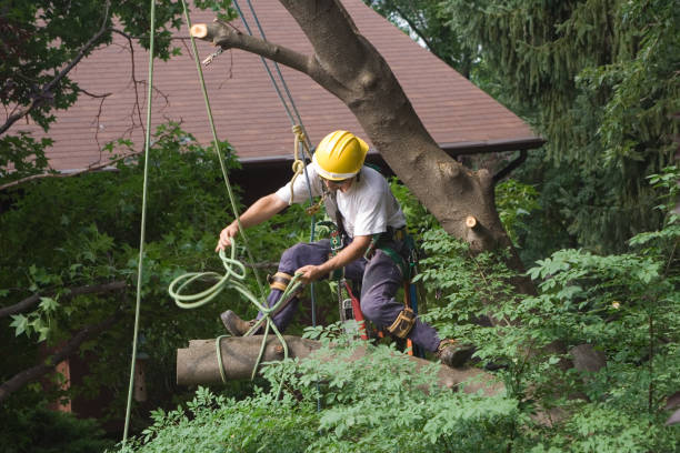 Best Hedge Trimming  in Sugarcreek, OH