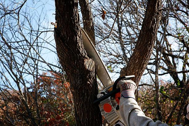 Best Tree Fertilization  in Sugarcreek, OH