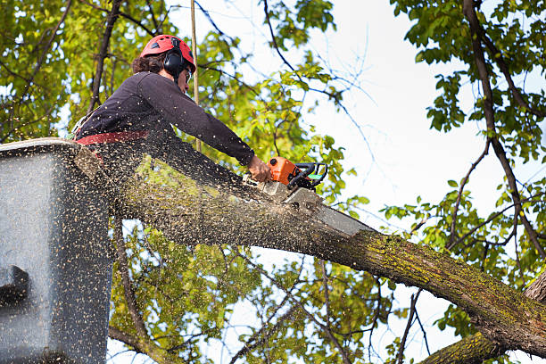 Best Tree Disease Treatment  in Sugarcreek, OH