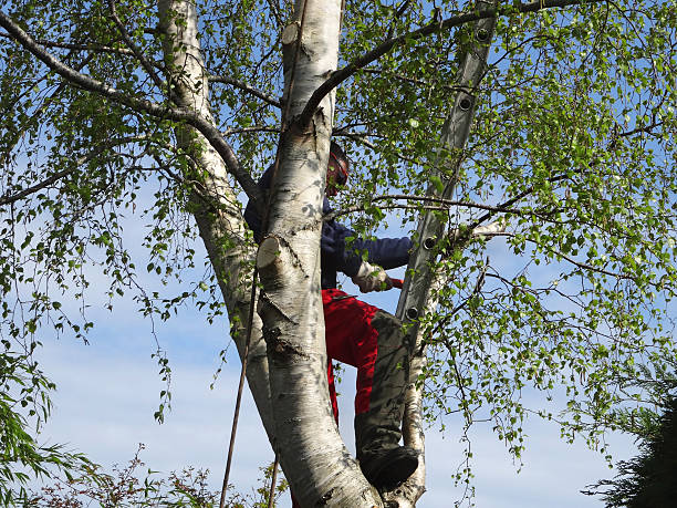 Best Hazardous Tree Removal  in Sugarcreek, OH