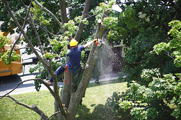 Best Tree Health Inspection  in Sugarcreek, OH
