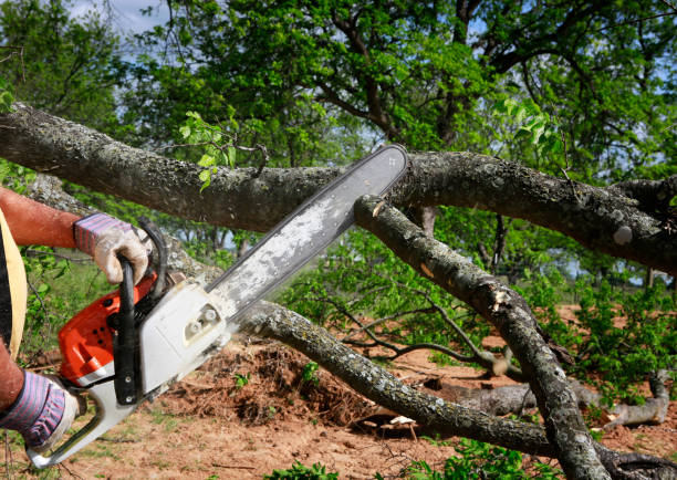 Best Tree Risk Assessment  in Sugarcreek, OH